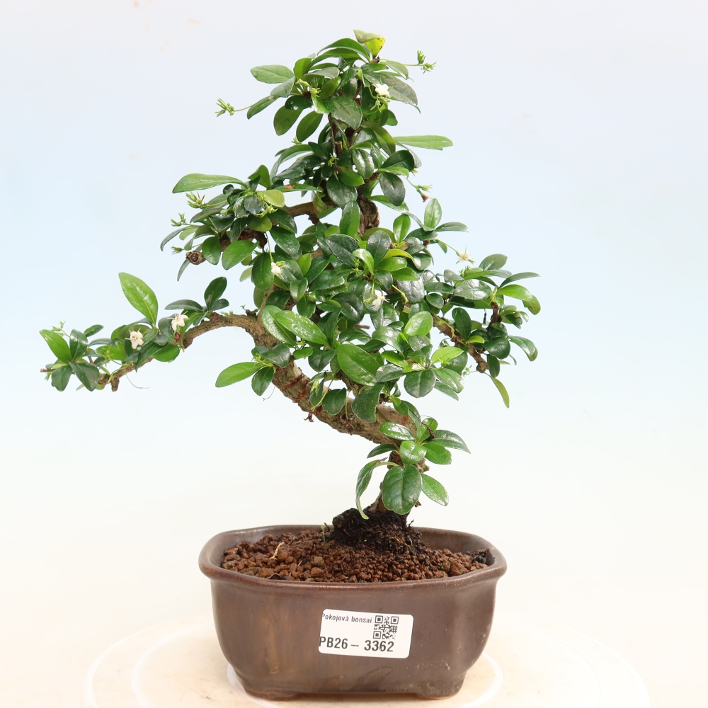 Camera bonsai - Carmona macrophylla - Tea fuki