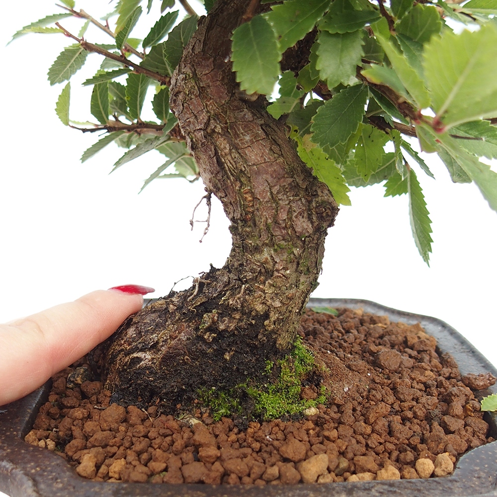 Bonsai da esterno - Zelkova - Zelkova NIRE