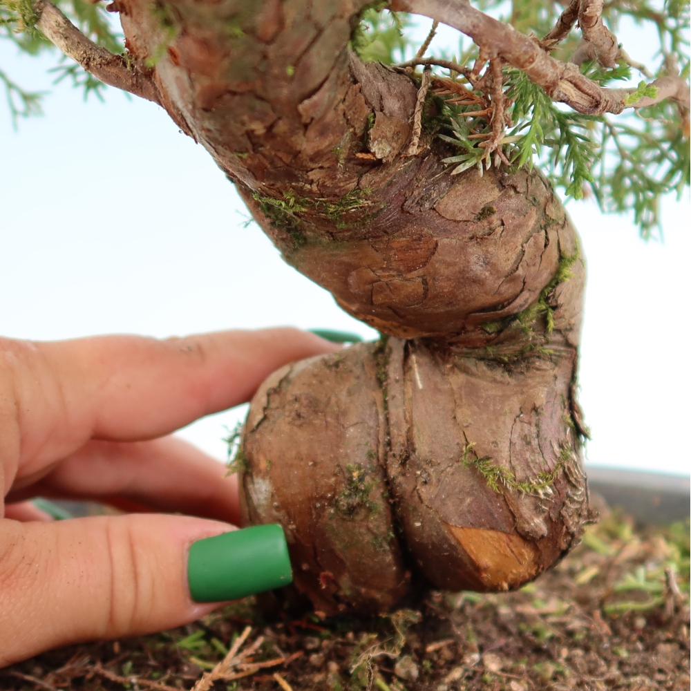 Bonsai da esterno - Juniperus chinensis Itoigawa-Juniperus chinensis