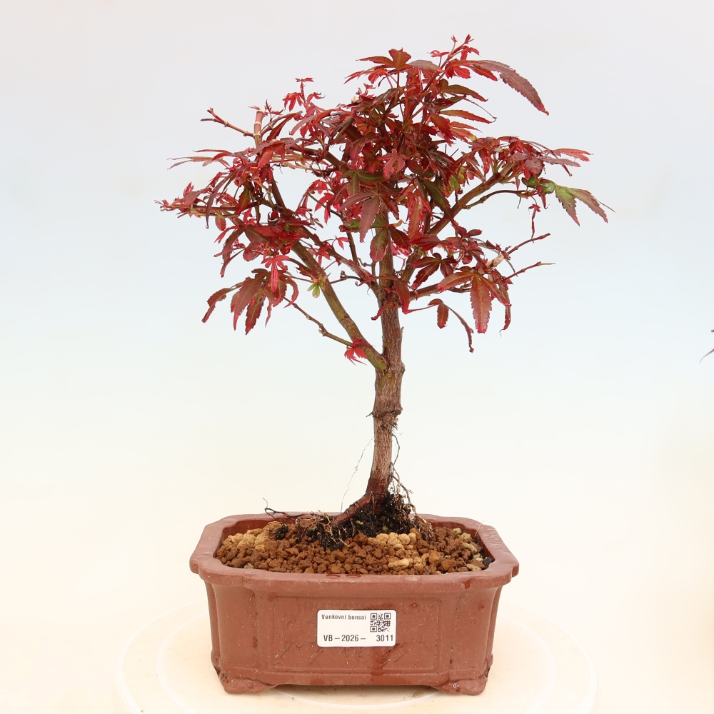 Bonsai da esterno - Acero palmatum - Acer palmatum Berry Broom 