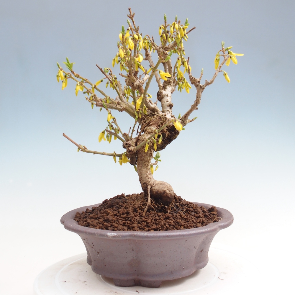Bonsai da esterno - Zlatice - Forsythia koreana