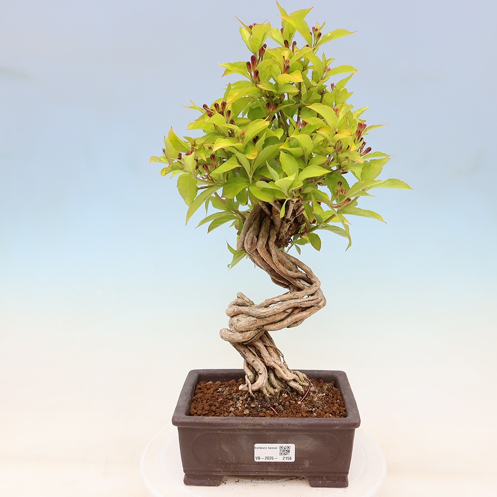 Bonsai da esterno - Weigela subsessilis - Weigela coreana