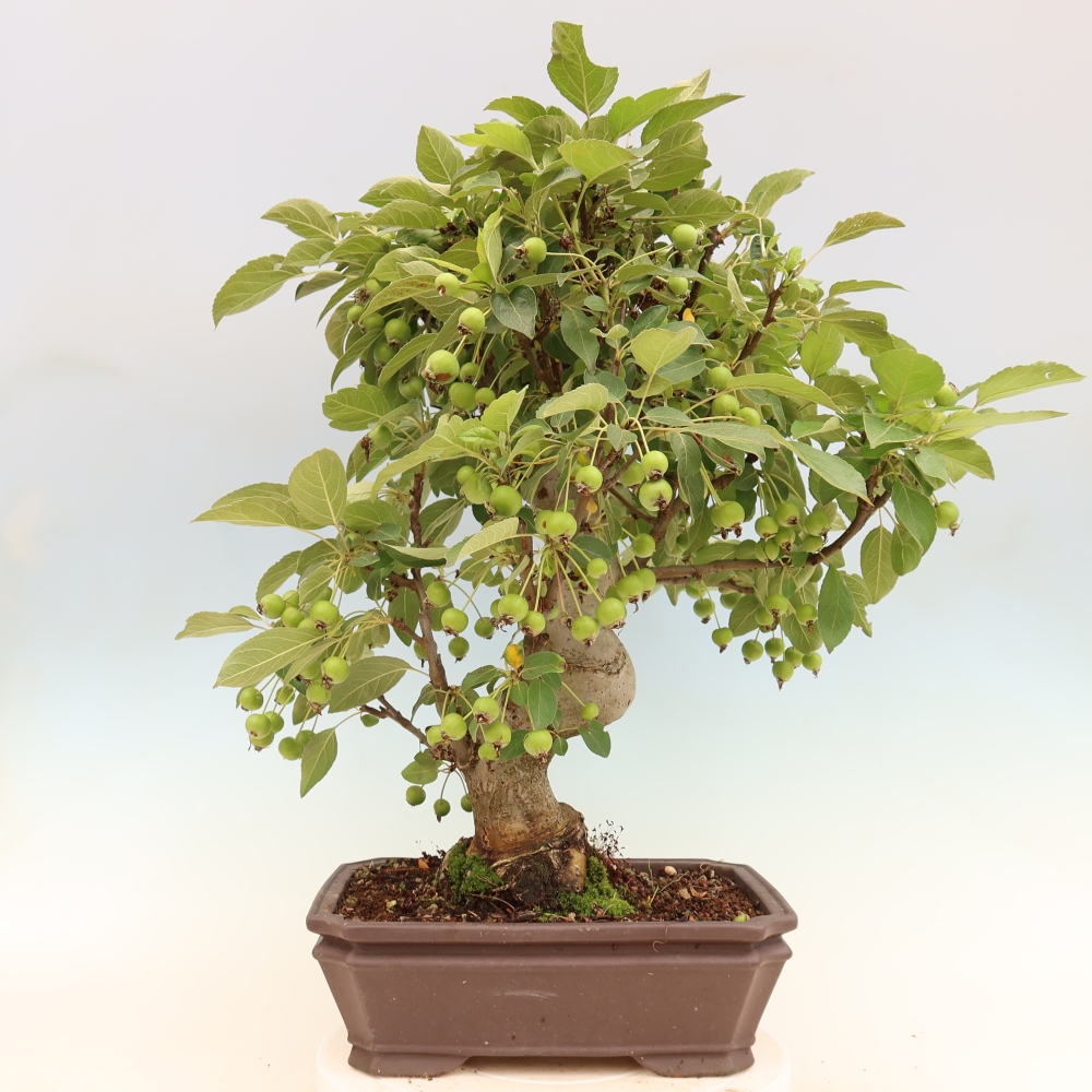 Bonsai da esterno -Malus halliana - Melo a frutto piccolo