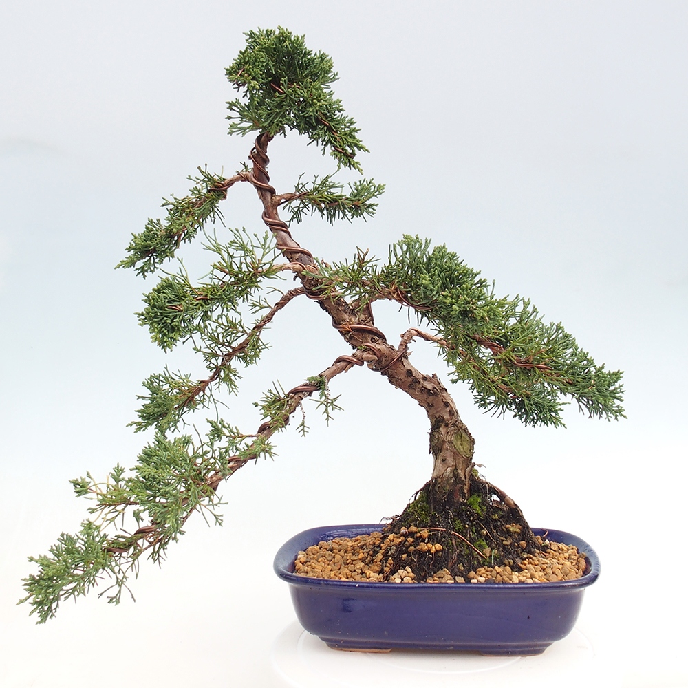 Bonsai da esterno - Juniperus chinensis Kishu