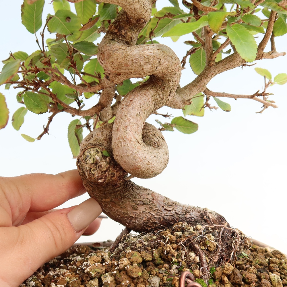 Bonsai da esterno -Carpinus CARPINOIDES - Carpino coreano
