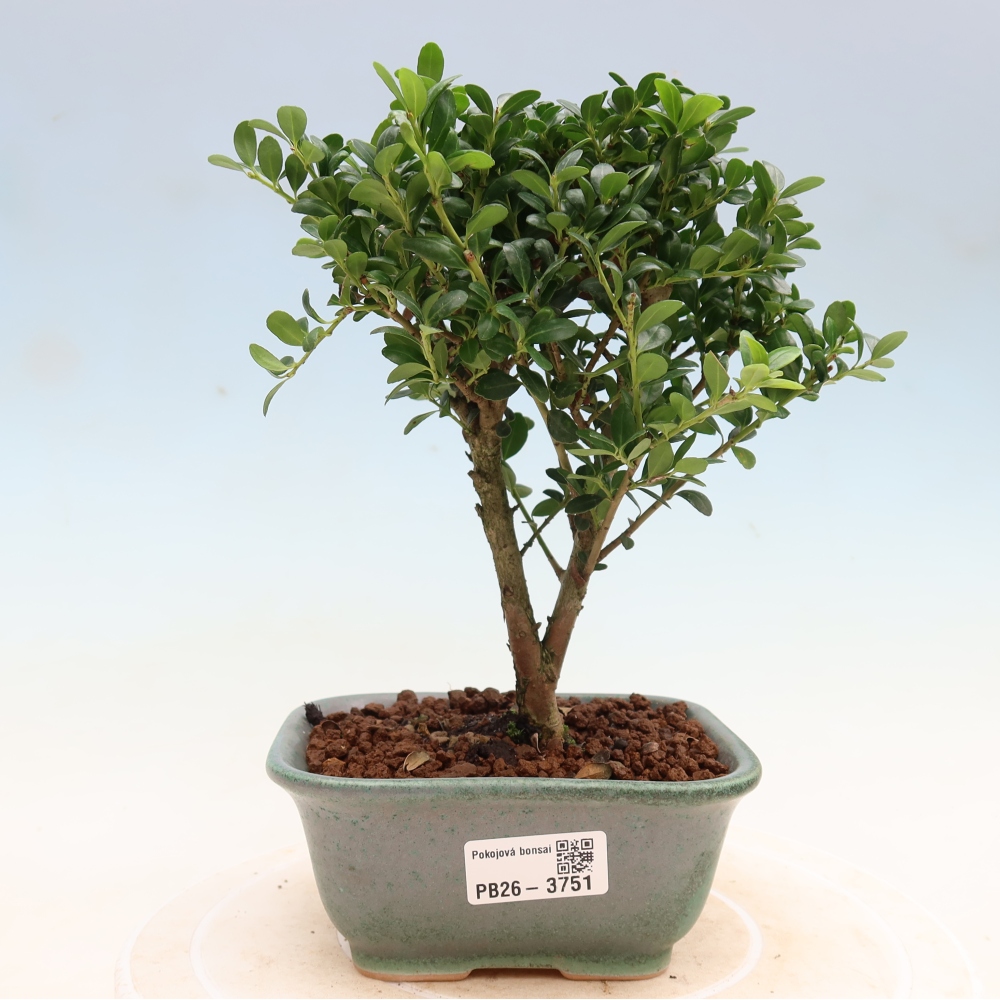 Camera bonsai - Ilex crenata - Agrifoglio