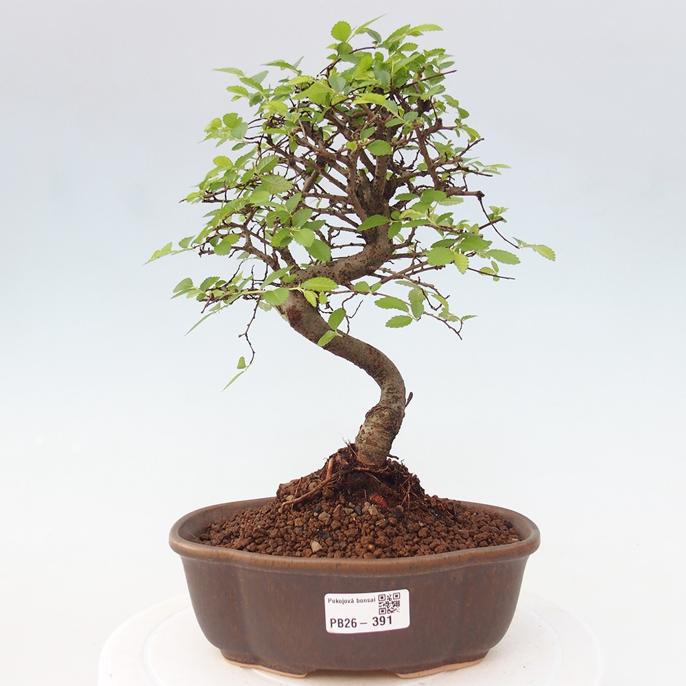 Camera bonsai - Ulmus parvifolia - Olmo a foglie piccole