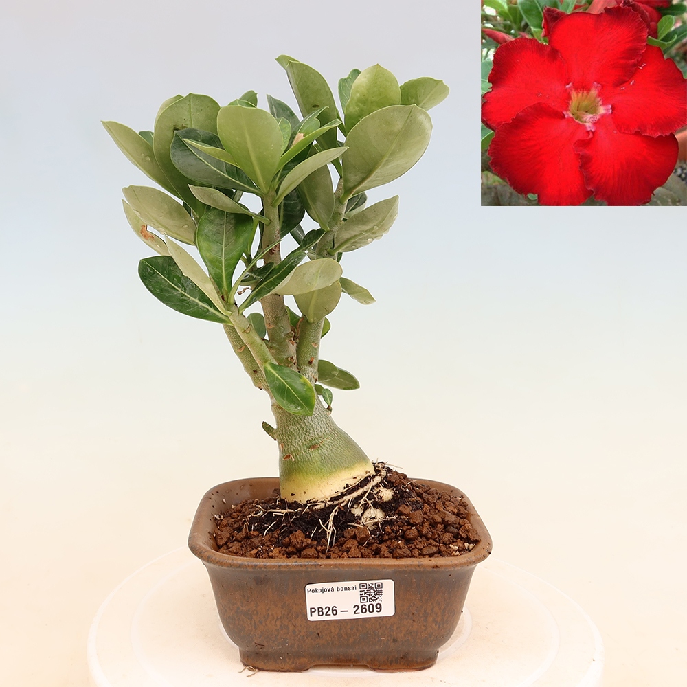 Bonsai da interno - Adenium obesum Red Star - Rosa del deserto