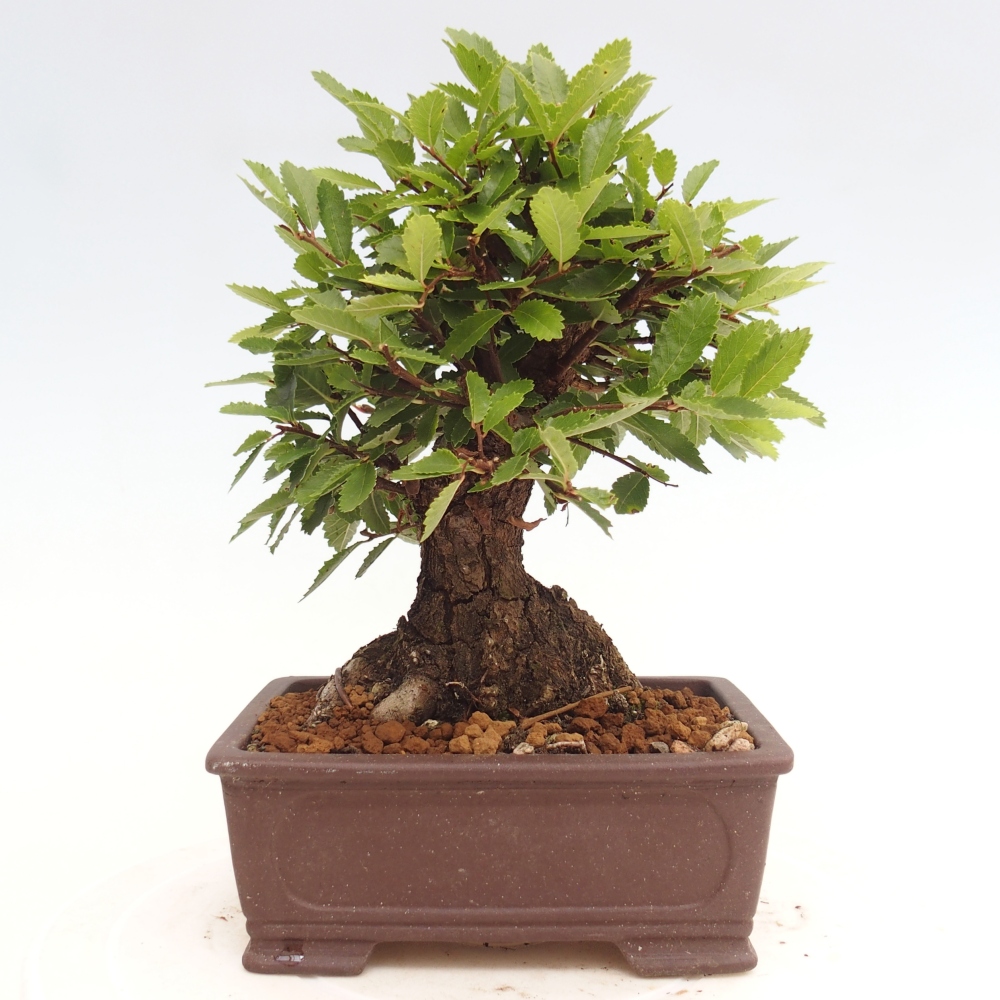 Bonsai da esterno - Zelkova - Zelkova NIRE