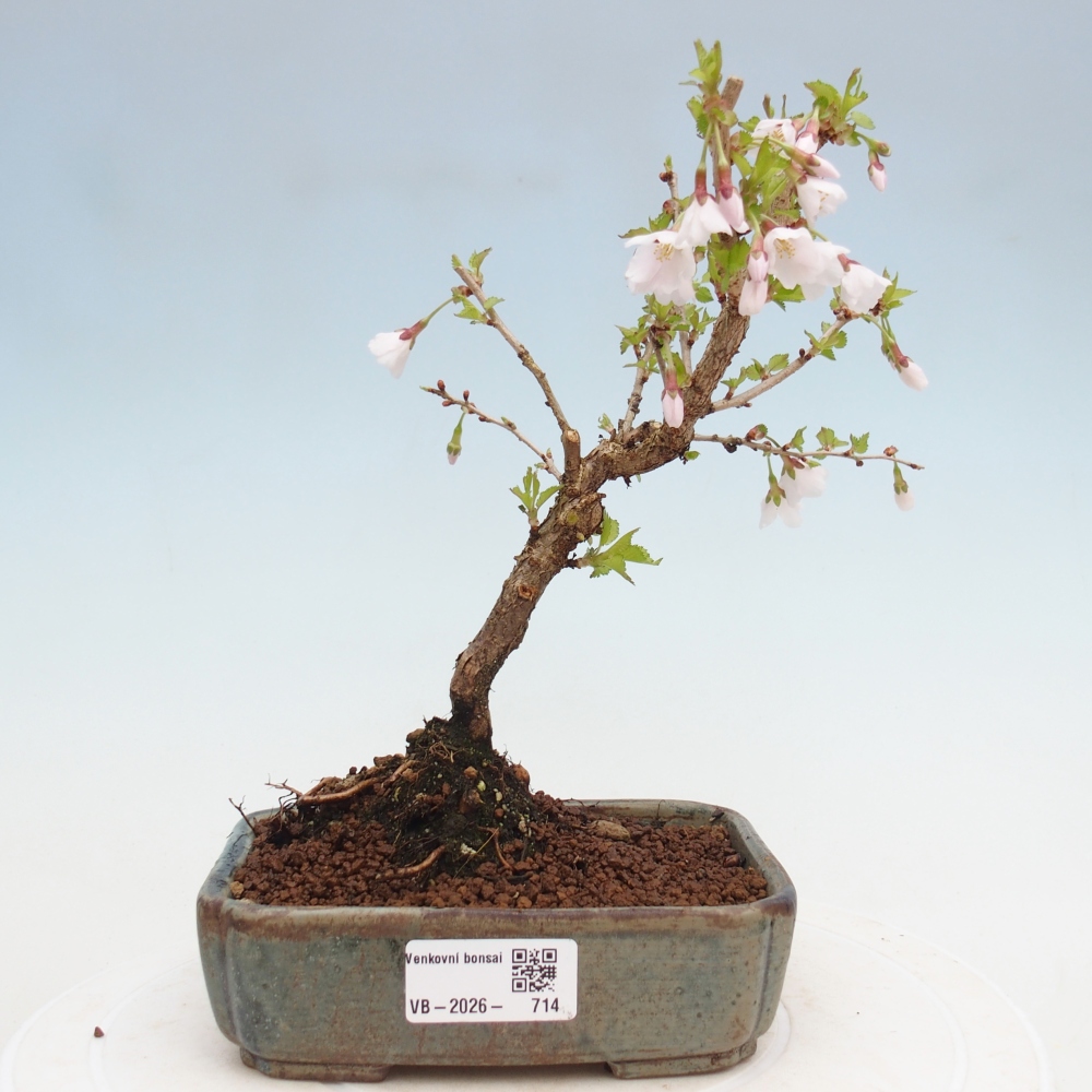 Bonsai da esterno - Prunus incisa Kojou-no mai-Plivon ritagliato