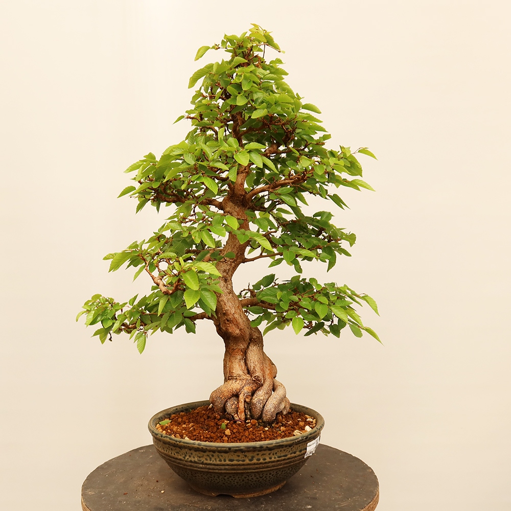 Bonsai da esterno -Carpinus Coreana - Carpino coreano