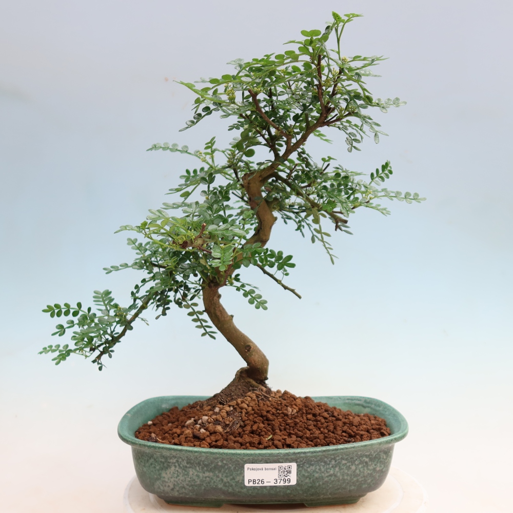 Camera bonsai - Zantoxylum piperitum - albero del pepe
