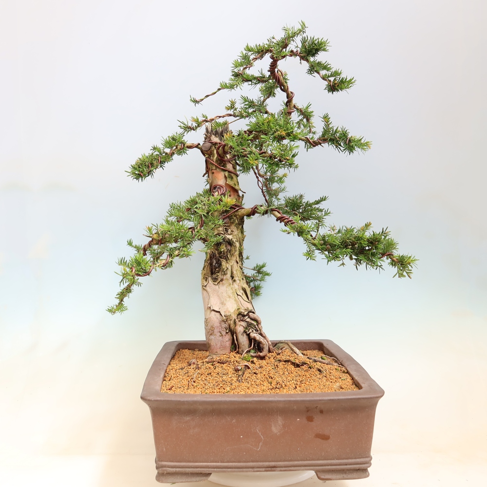 Bonsai da esterno - Taxus baccata  - Tasso rosso