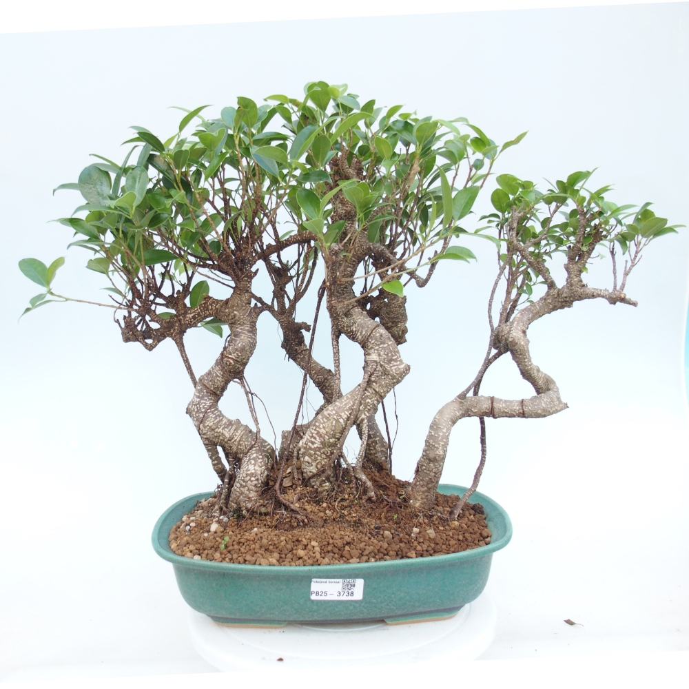 Camera bonsai - Ficus kimmen - ficus a foglie piccole