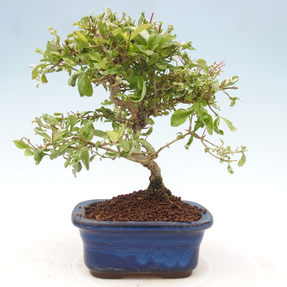 Bonsai da esterno - Ligustrum obtusifolium