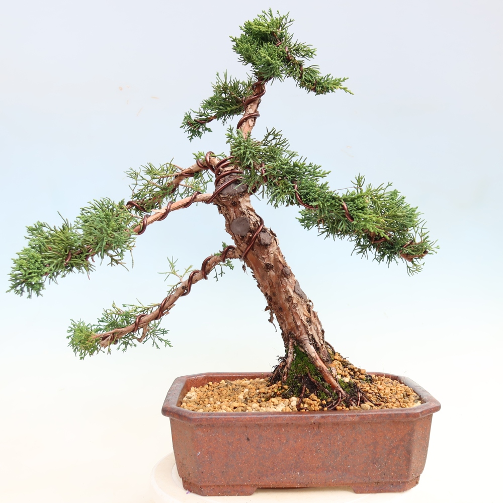 Bonsai da esterno - Juniperus chinensis Kishu