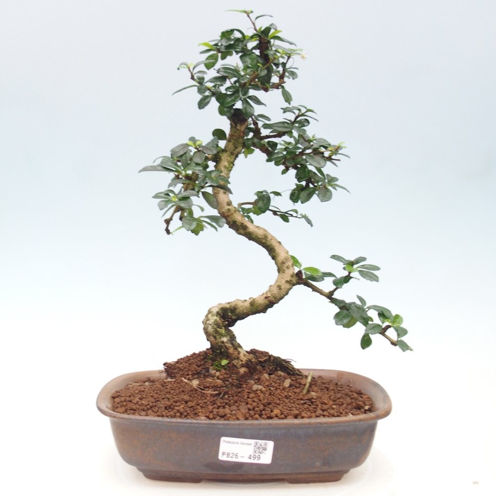 Camera bonsai - Carmona macrophylla - Tea fuki