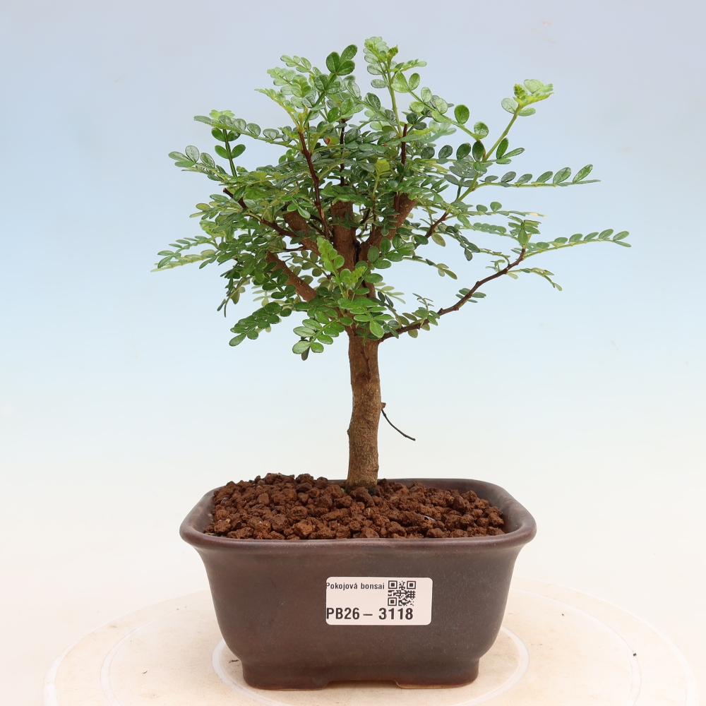 Camera bonsai - Zantoxylum piperitum - albero del pepe