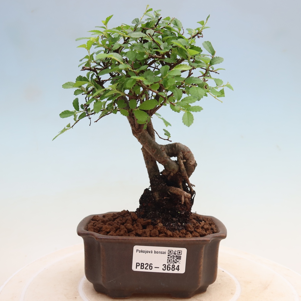 Camera bonsai - Ulmus parvifolia - Olmo a foglie piccole