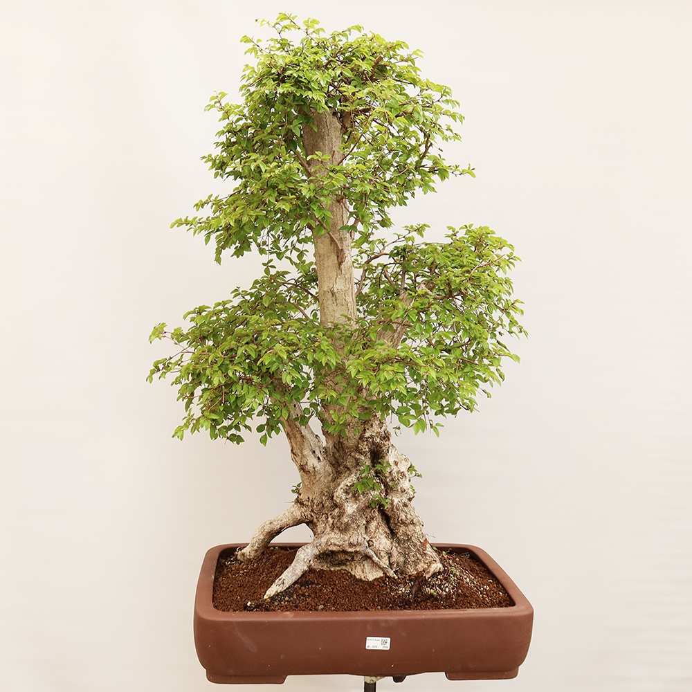 Bonsai da esterno -Carpinus Coreana - Carpino coreano