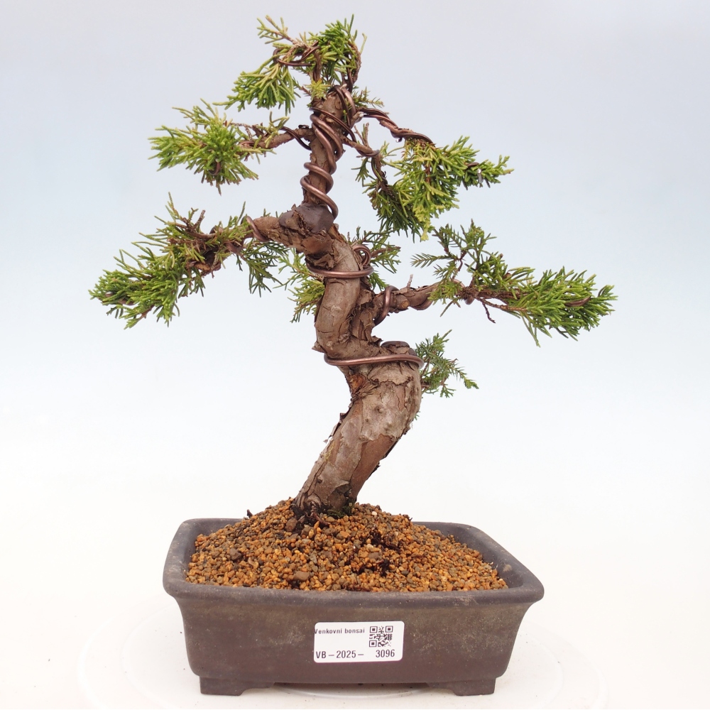 Bonsai da esterno - Juniperus chinensis Itoigawa