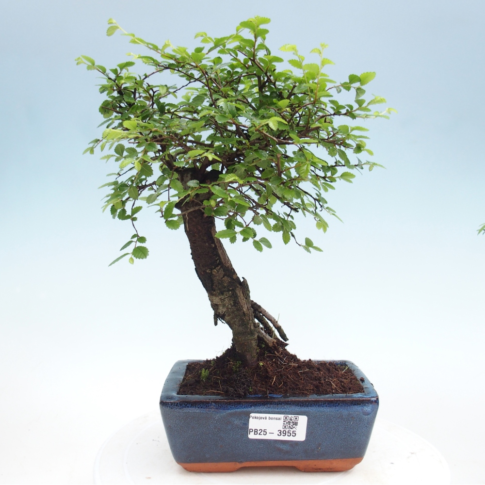 Camera bonsai - Ulmus parvifolia - Olmo a foglie piccole