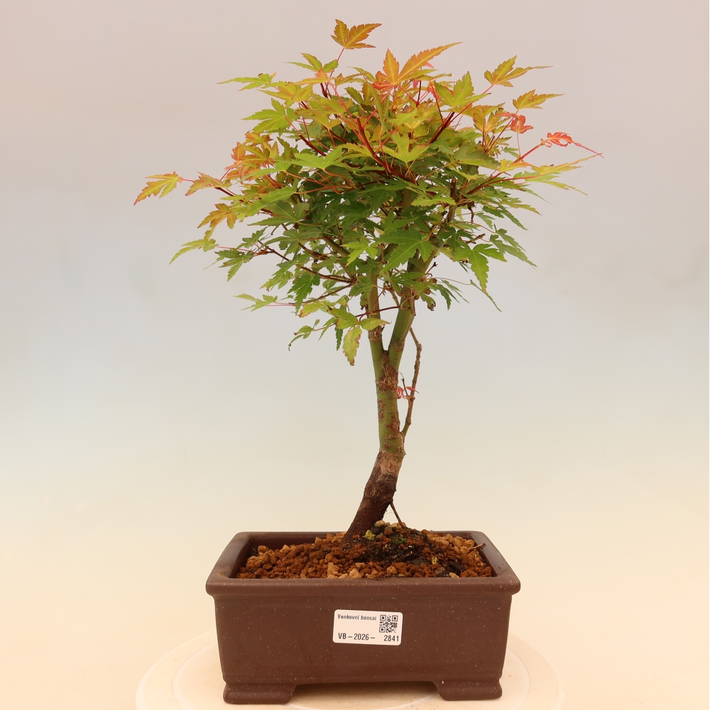 Acero norvegese - Acer palmatum Beni Tsukasa