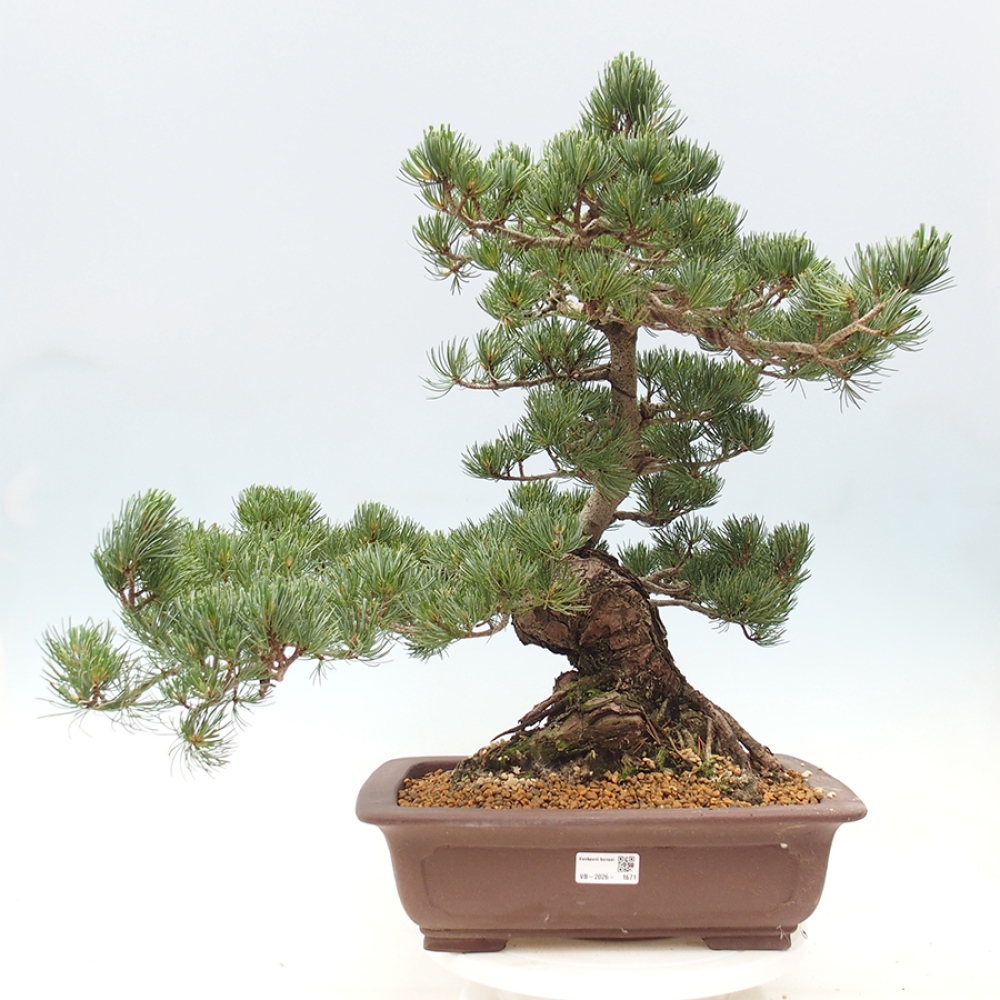 Bonsai da esterno - Pinus parviflora - Pinus parviflora