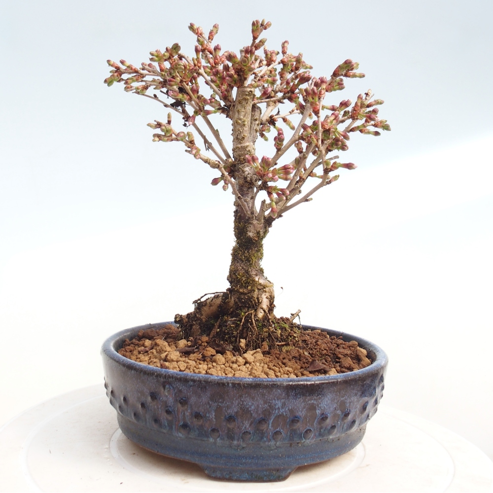 Bonsai da esterno - Prunus incisa Kojou-no mai-Plivon ritagliato