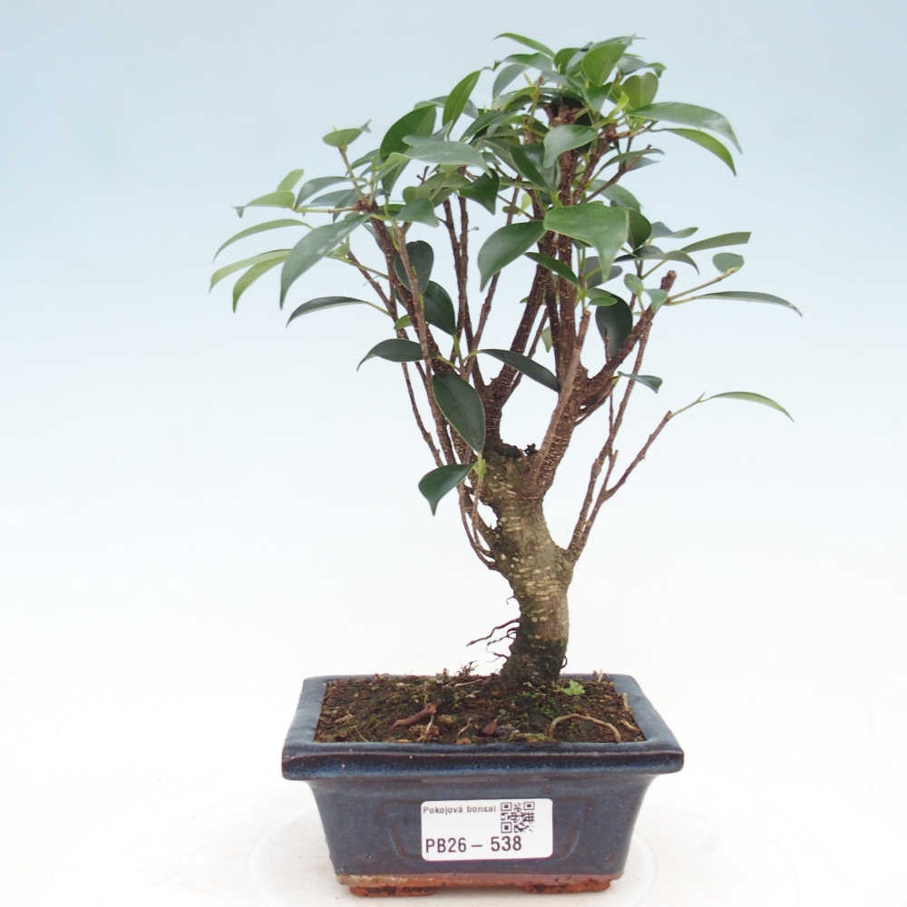 Camera bonsai Ficus retusa kimmen