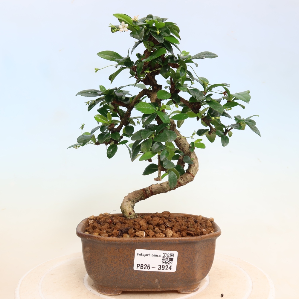 Camera bonsai - Carmona macrophylla - Tea fuki