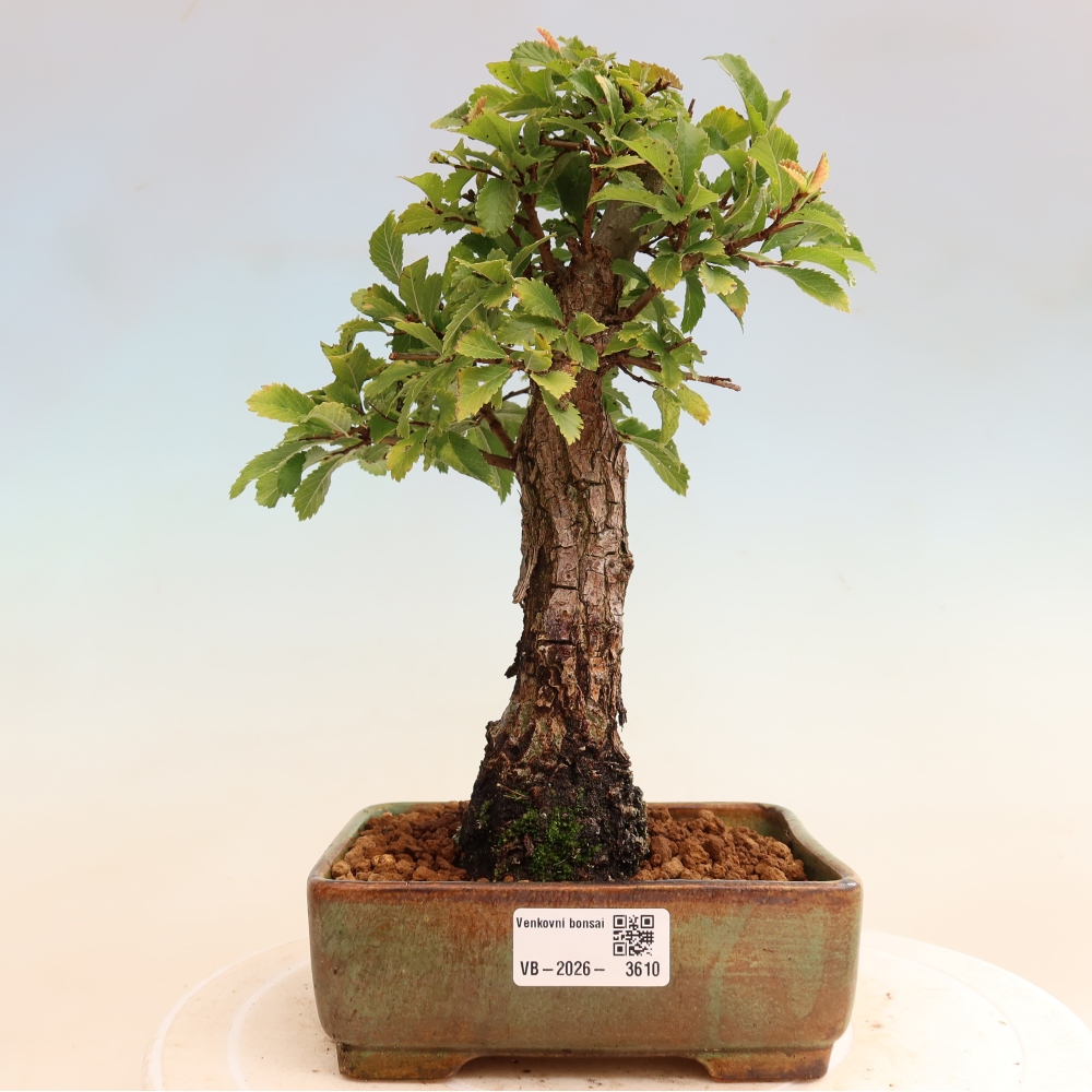 Bonsai da esterno - Zelkova - Zelkova NIRE