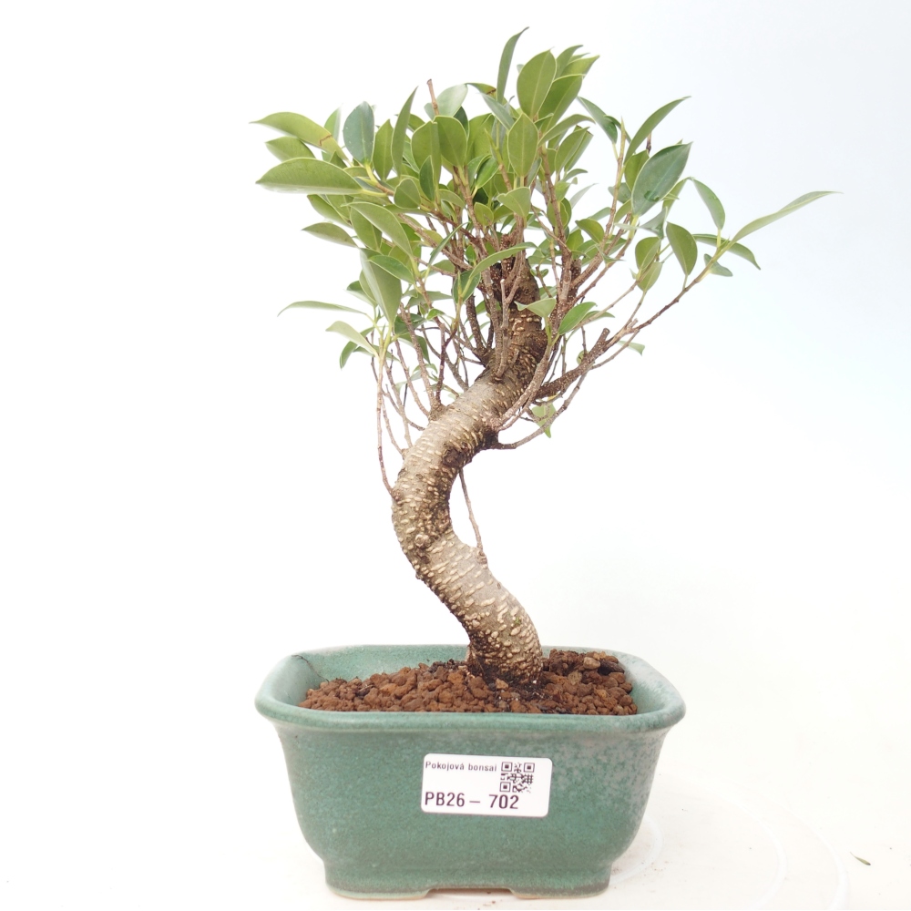 Camera bonsai - Ficus retusa - ficus a foglie piccole