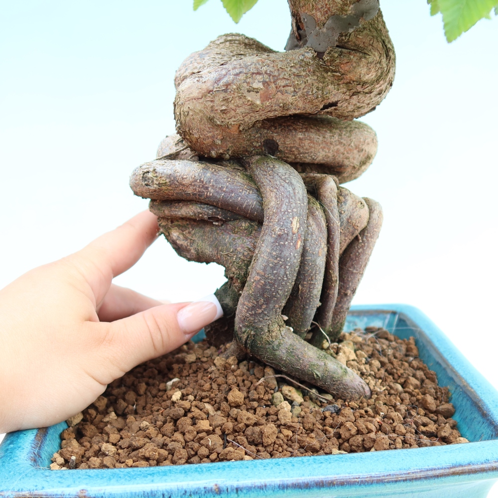 Bonsai da esterno -Carpinus Coreana - Carpino coreano