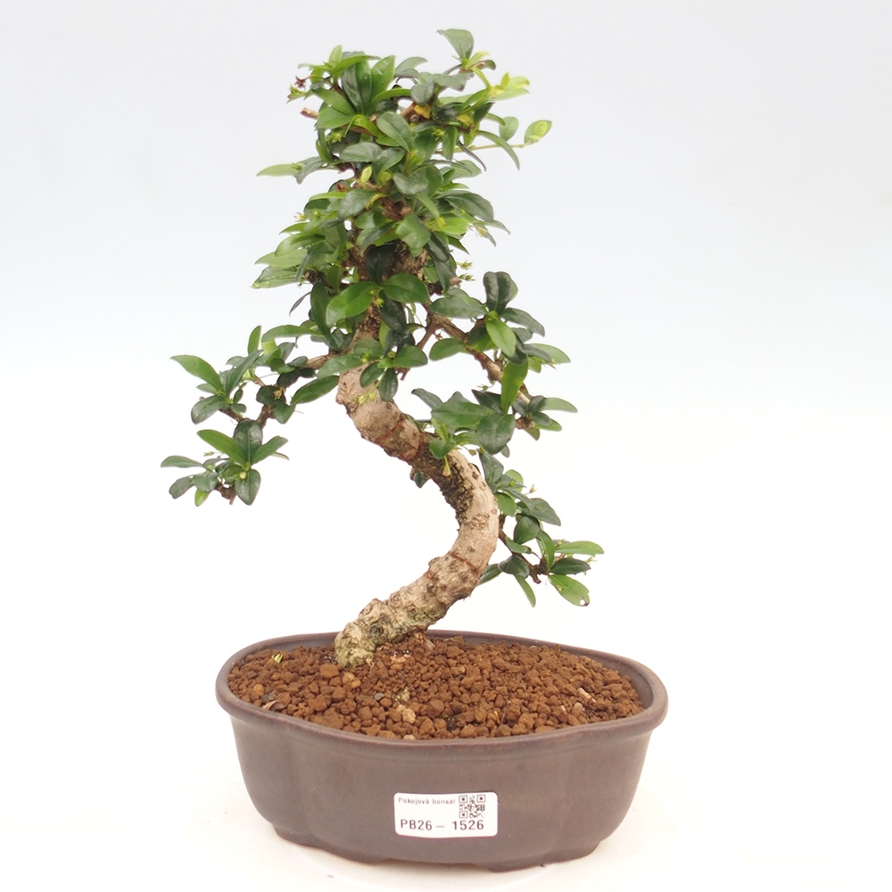 Camera bonsai - Carmona macrophylla - Tea fuki