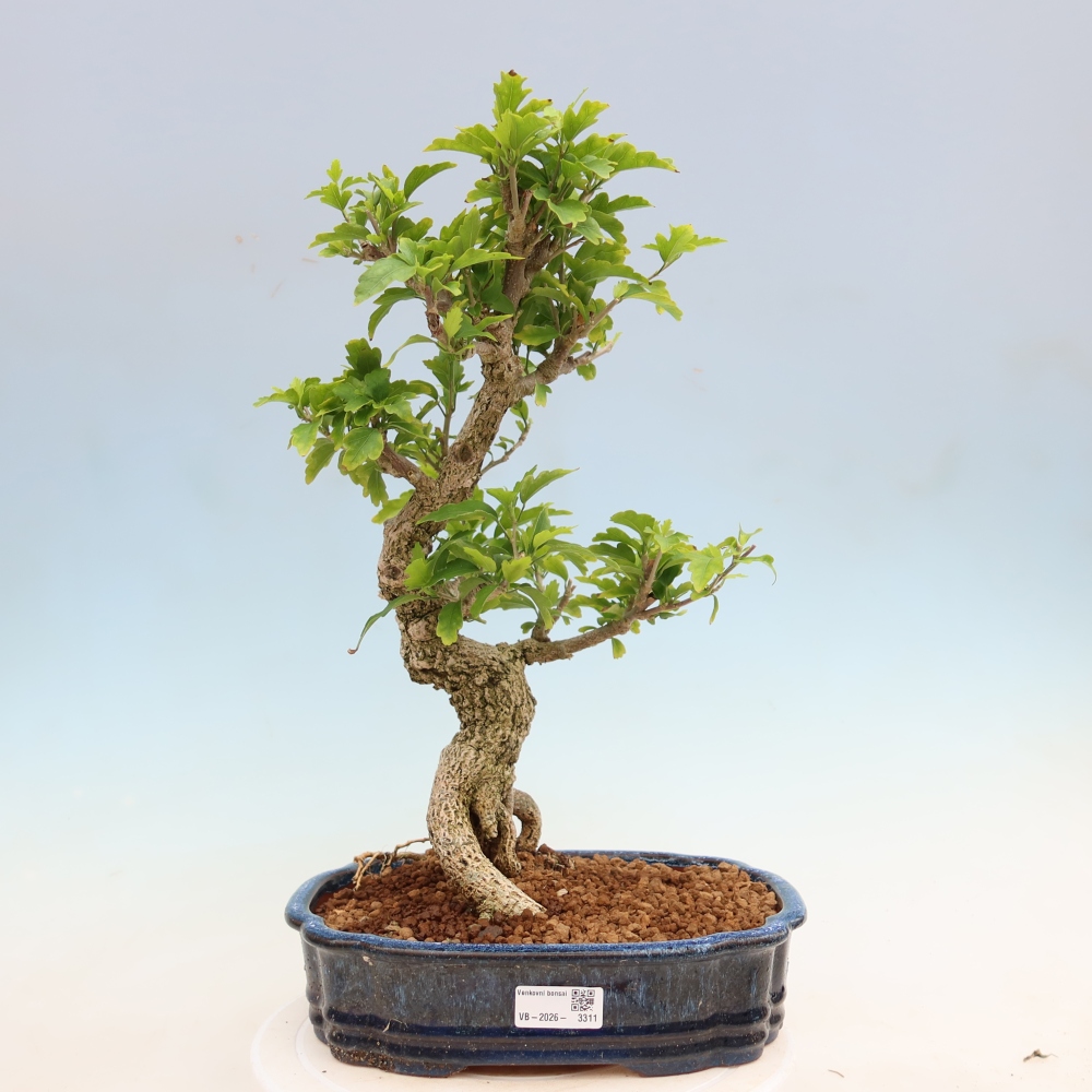 Bonsai da esterno - Hibiscus syriacus - Ibisco siriano
