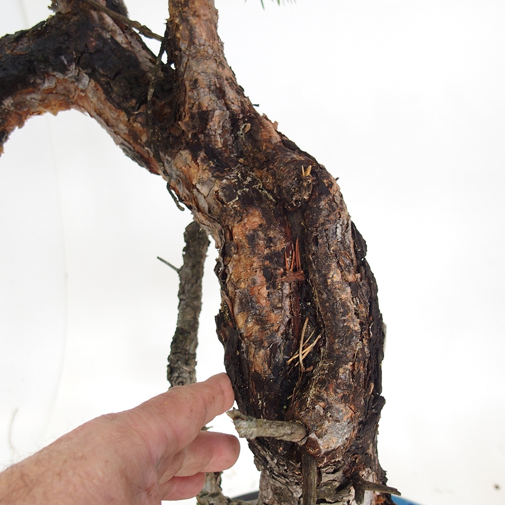 Yamadori - Pinus sylvestris Spagna