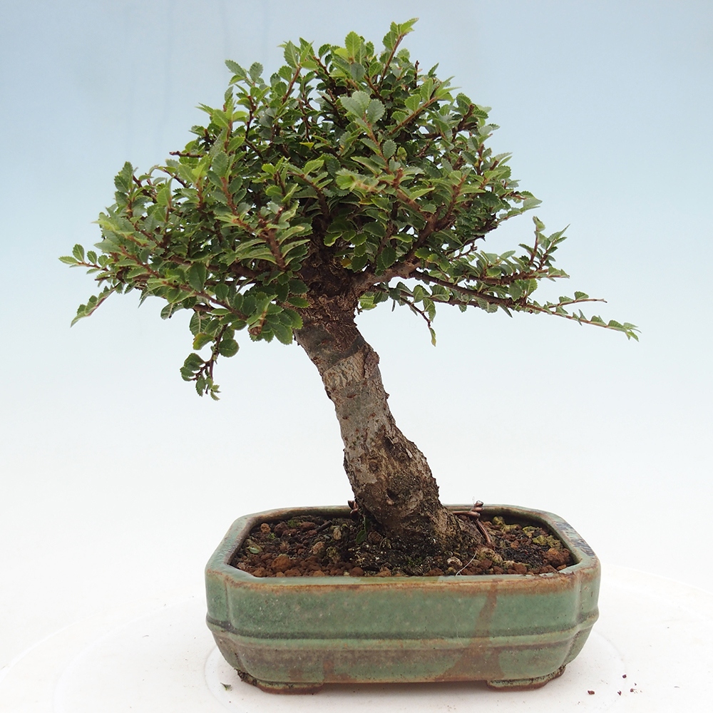 Bonsai da esterno - Ulmus parvifolia Hokkaido - Olmo cinese