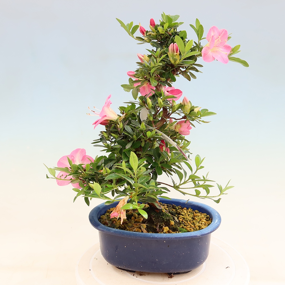 Bonsai da esterno - Azalea giapponese - Azalea Santoka