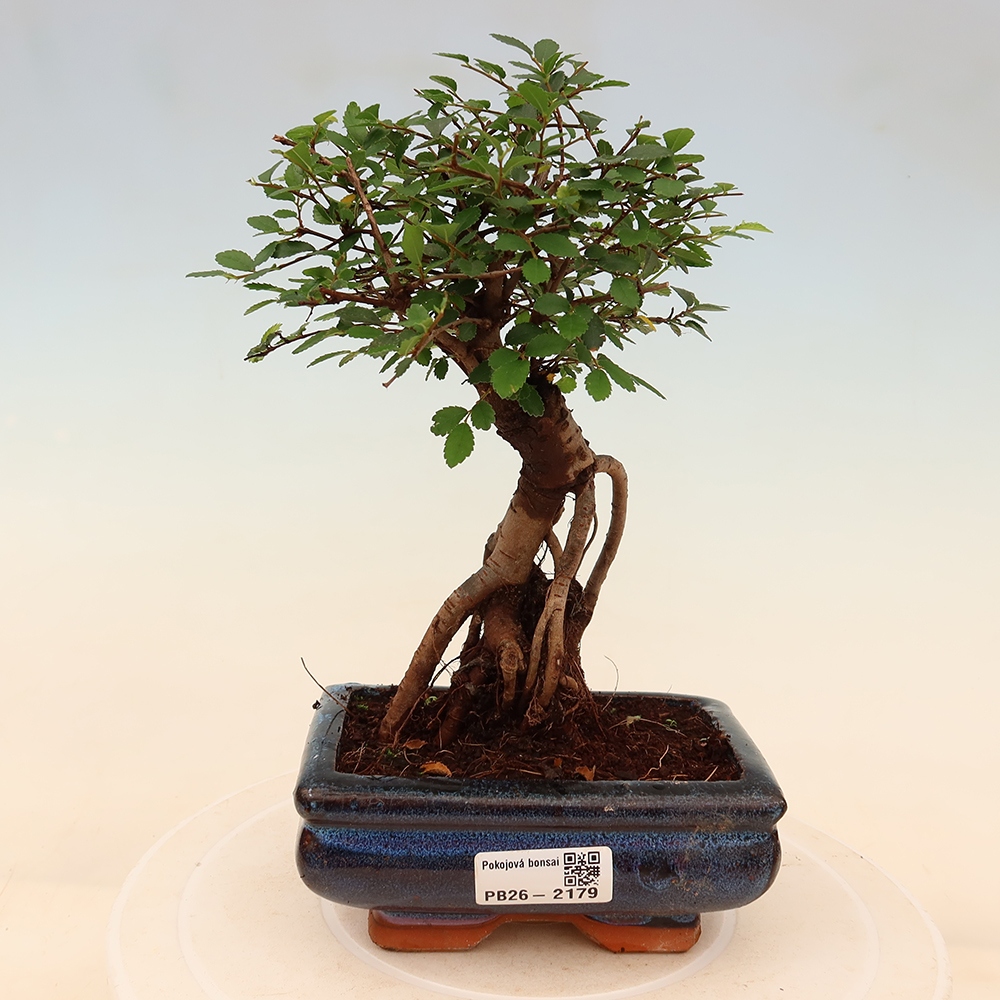 Camera bonsai - Ulmus parvifolia - Olmo a foglie piccole