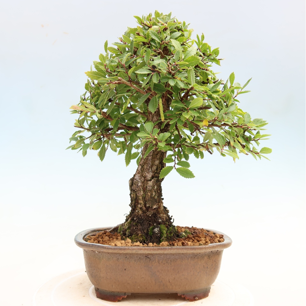 Bonsai da esterno - Zelkova - Zelkova NIRE