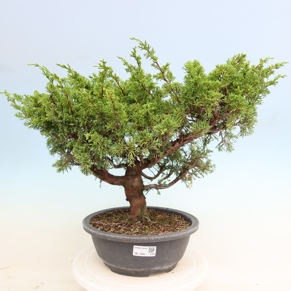 Bonsai da esterno - Juniperus chinensis Itoigawa-Juniperus chinensis