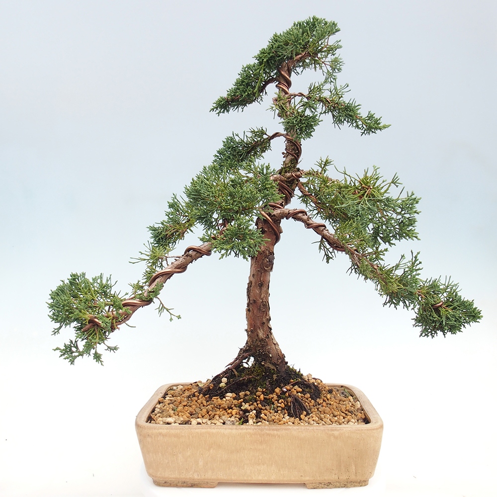 Bonsai da esterno - Juniperus chinensis Kishu