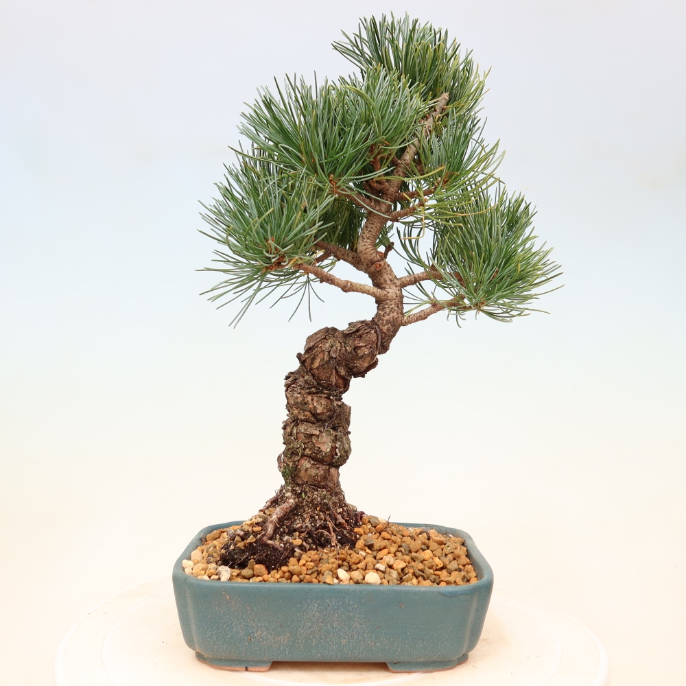 Bonsai da esterno - Pinus parviflora - Pinus parviflora