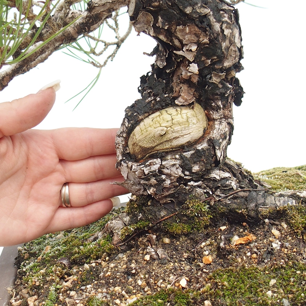 Bonsai da esterno - Pinus thunbergii - Pino di Thunberg