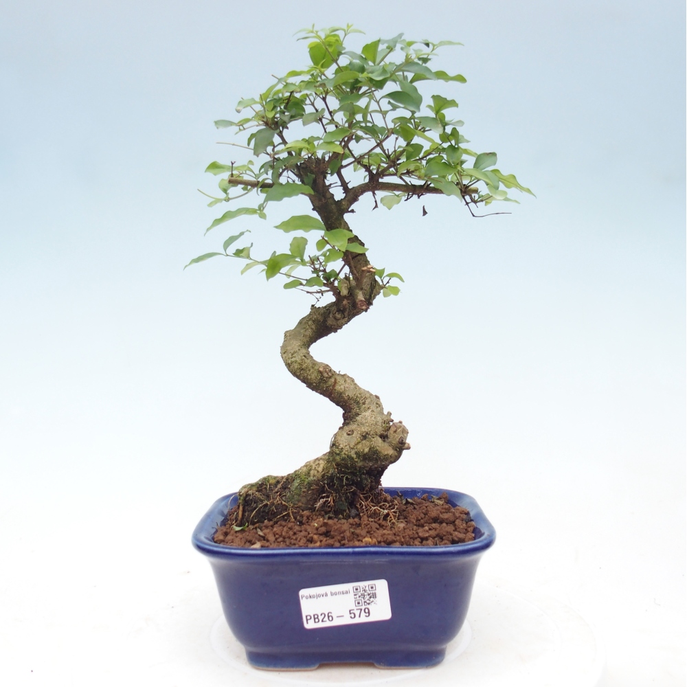 Camera bonsai -Ligustrum chinensis - Becco d'uccello