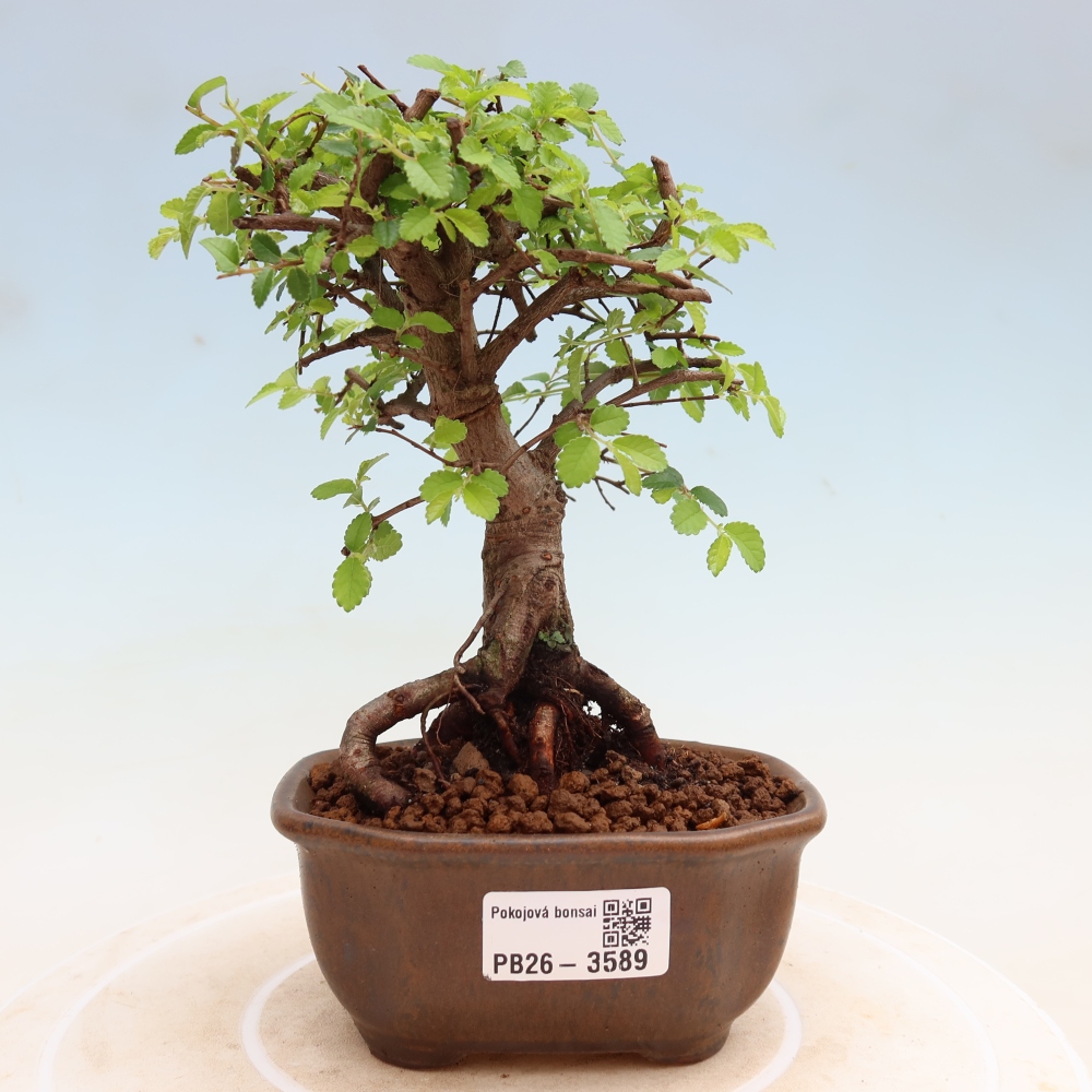 Camera bonsai - Ulmus parvifolia - Olmo a foglie piccole