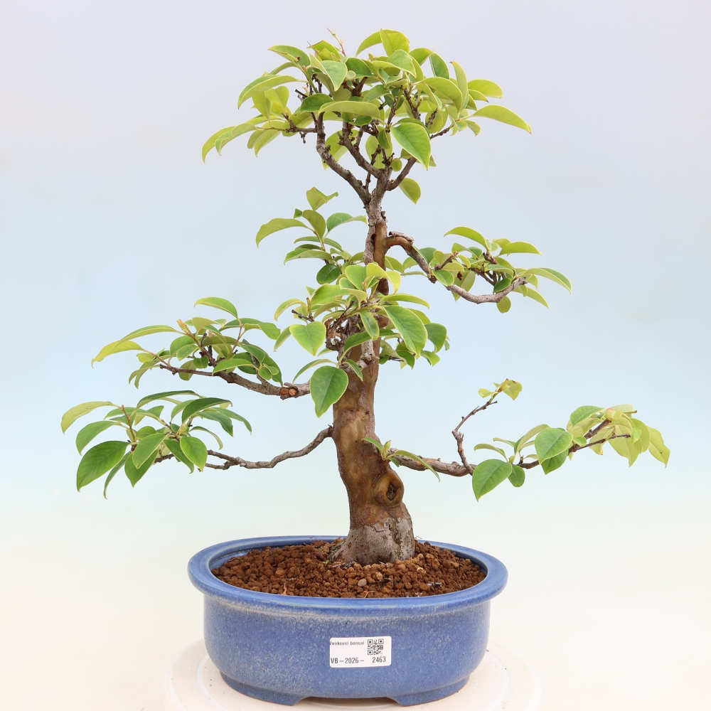 Bonsai da esterno - Pseudocydonia sinensis - Cotogno cinese