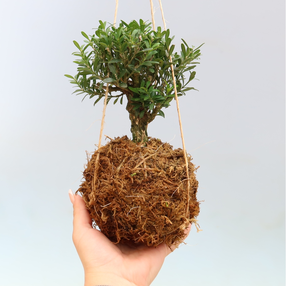 Kokedama in ceramica - Buxus harlandii - bosso di sughero