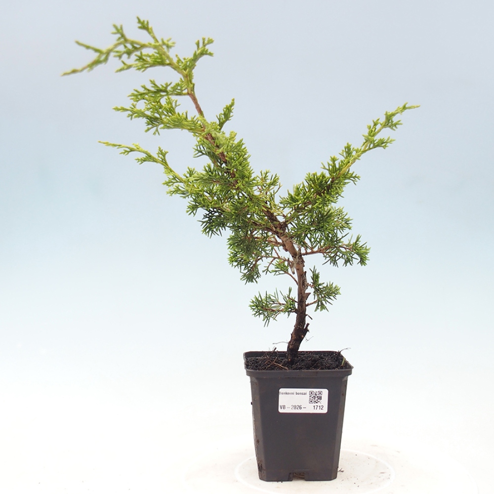 Bonsai da esterno - Juniperus chinensis Itoigawa
